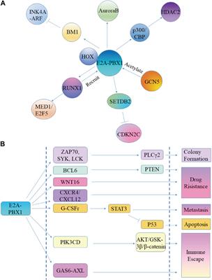 Comprehensive summary: the role of PBX1 in development and cancers